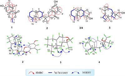 Frontiers | Five new secondary metabolites from an endophytic 